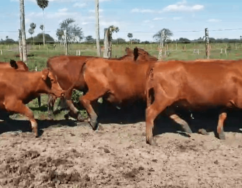 200 Terneras de 200 kg
