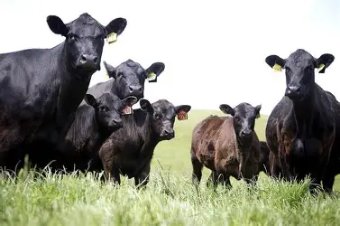 10 Terneras de 10 kg