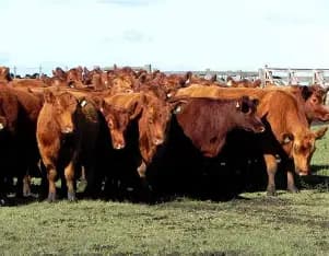 50 Novillos de 300 kg