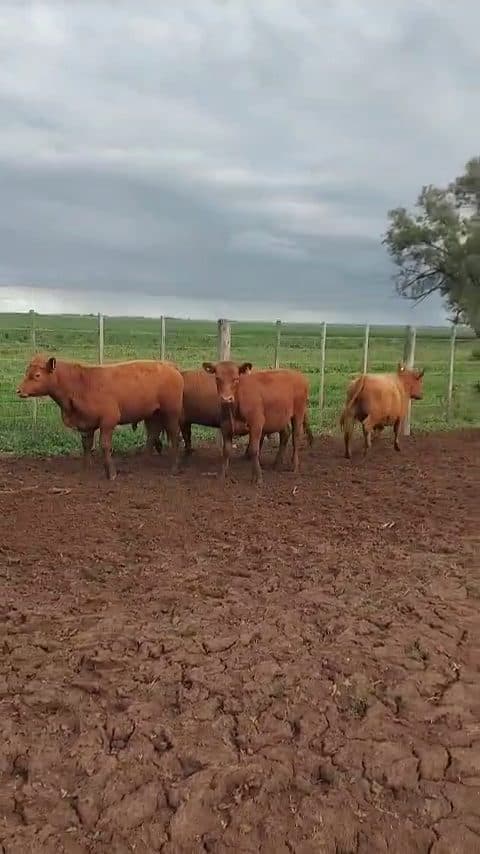 92 Terneros de 270 kg