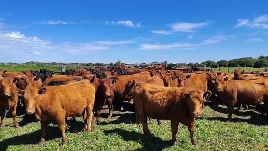 106 Vaquillonas Preñadas de 380 kg