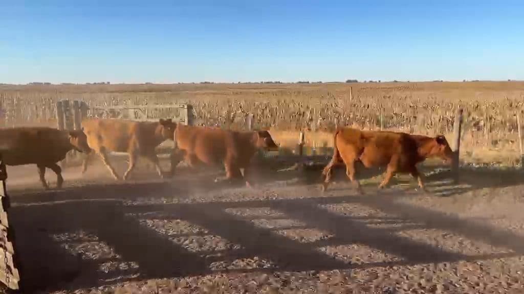 150 Vaquillonas preñadas grandes especiales