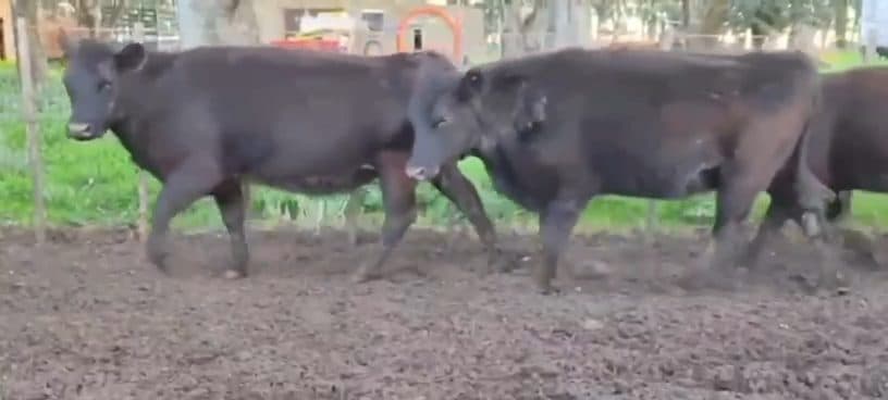 45 Vaquillonas y Vacas nuevas preñadas
