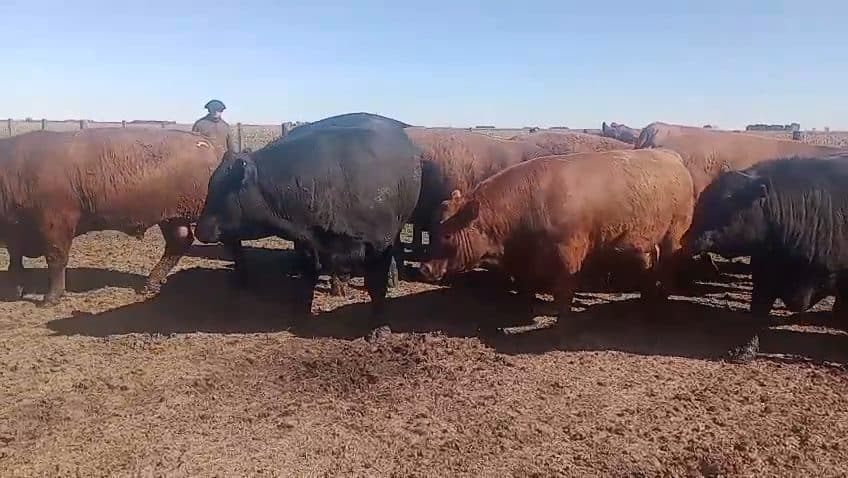 Toros Angus N y C