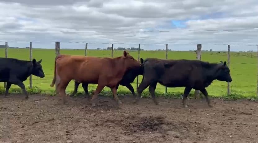 52 Vacas medio uso preñadas