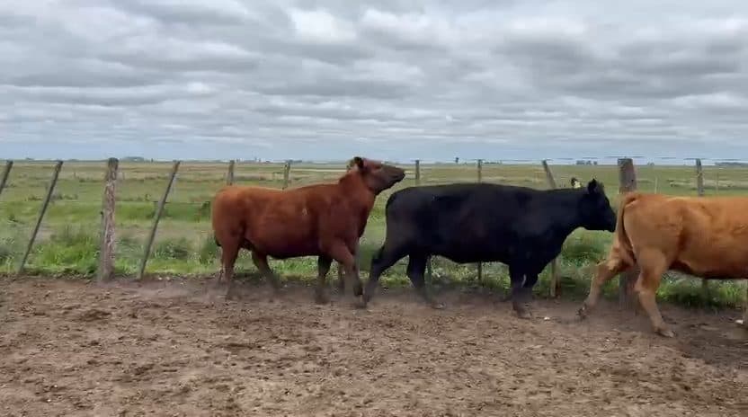 31 Vacas vacias de 415 kg