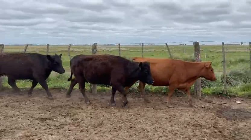 31 Vacas de invernada de 415 kg