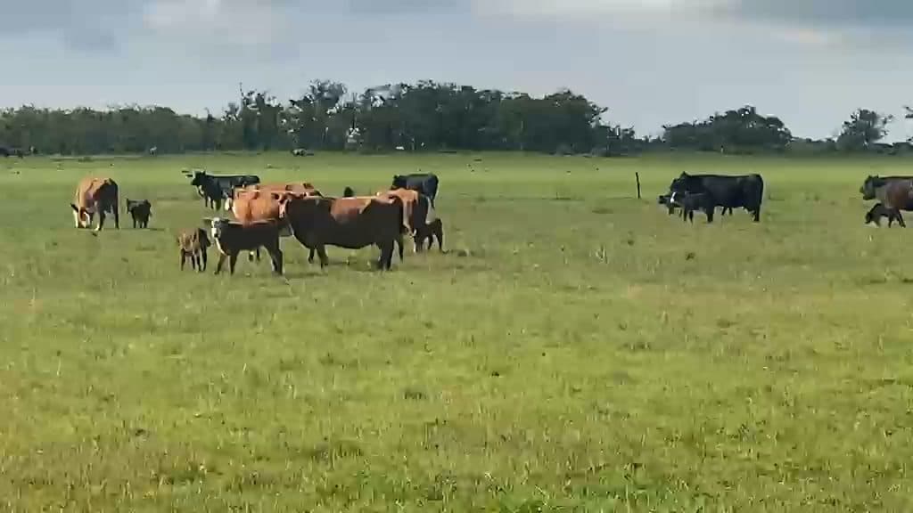 75 Vacas con cría de 430 kg